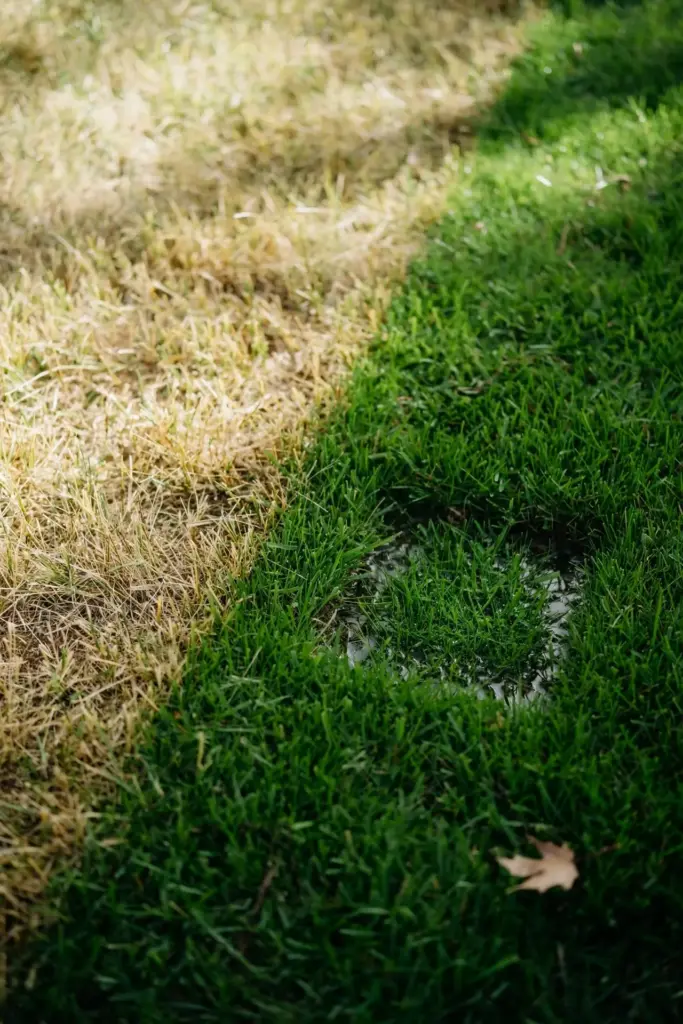 Boundary between faded blighted turf and dense healthy green lawn