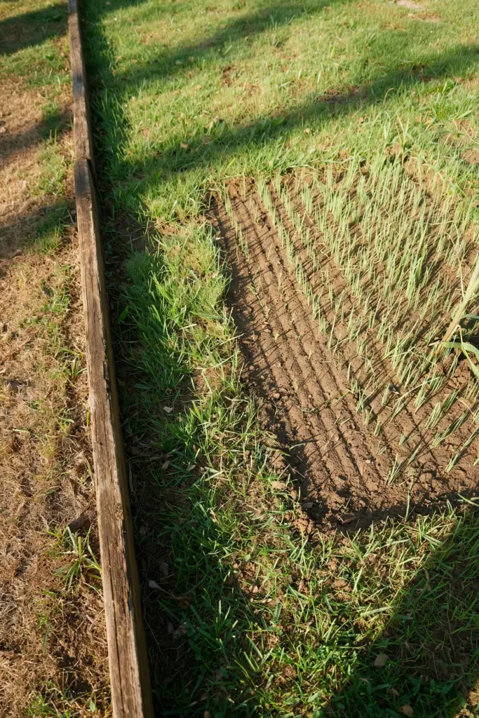Recovering lawn with overseeded seedlings in a thin patch