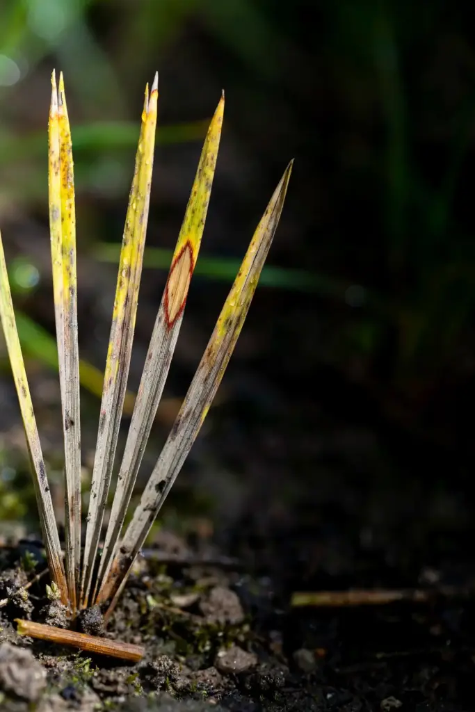 Grass blades fading yellow from the tip down with brown dead ends