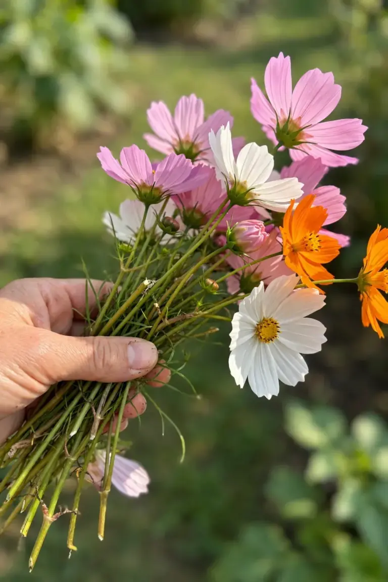 Hand holding freshly cut pink, white, and orange cosmos stems