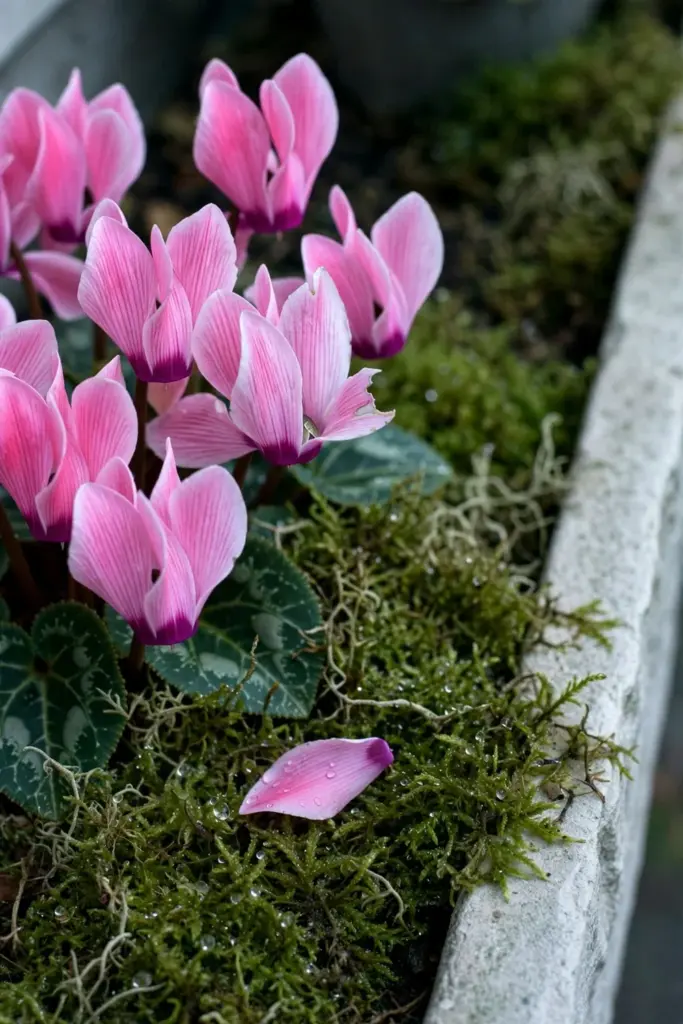 Pink cyclamen blooms rising from green moss in a box