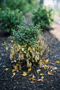 Wilting azalea shrub with yellowing lower leaves in a garden bed