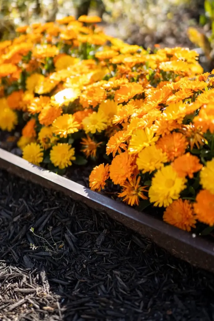 Dark shredded mulch framing bright autumn flower beds