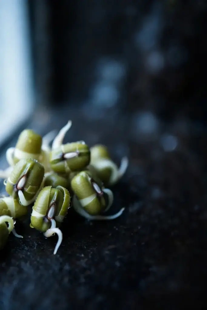 Day-two mung bean sprouts with tiny white tails emerging