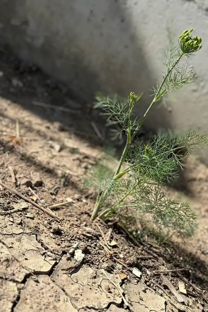 Dill plant bolting with flower buds emerging in spring heat