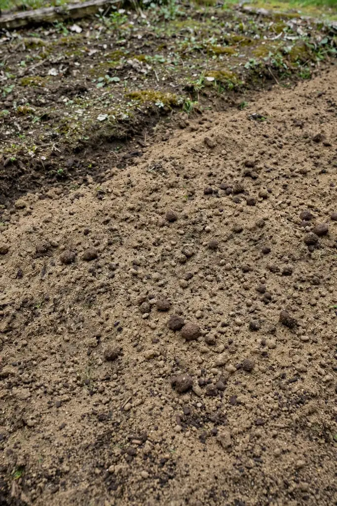 Crumbly sandy loam soil with compost ready for dill sowing