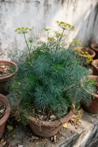 Feathery suva dill plants growing in an Indian winter terrace garden