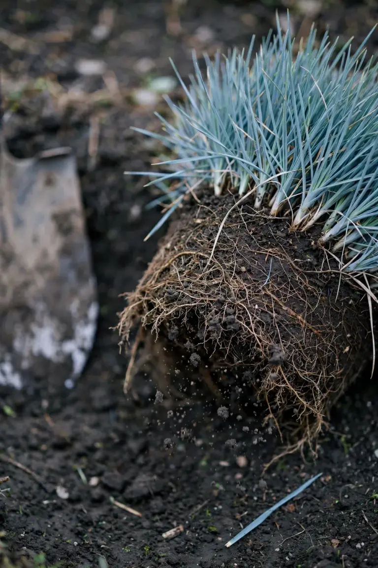 Divided blue fescue clump with exposed roots ready for replanting