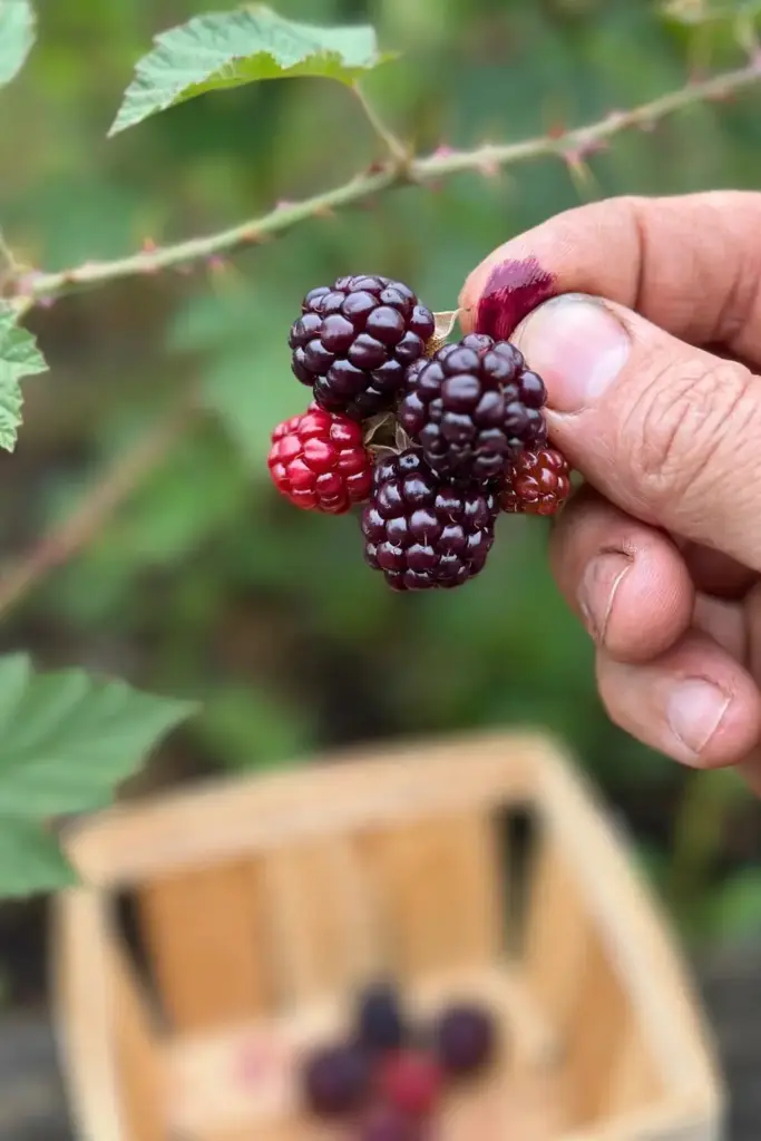 Hand holding freshly picked deep purple tayberries over the canes