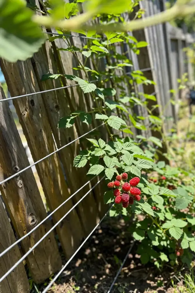 Tayberry row thriving against a sunny sheltered fence