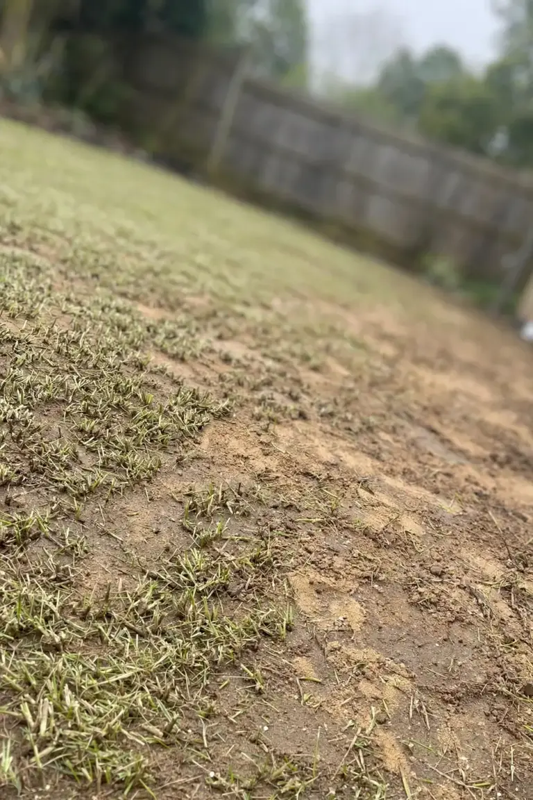 Scalped lawn after full renovation with short stubble and bare soil showing