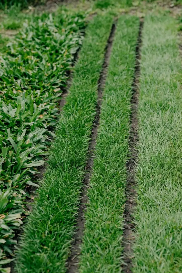 Four lawn strips with different leaf widths from broad Buffalo to fine Couch
