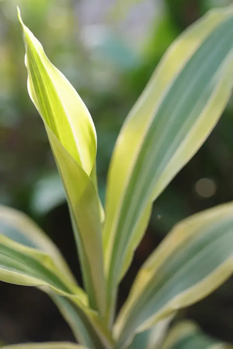 New dracaena leaf unfurling from the crown with a clean unbrowned tip
