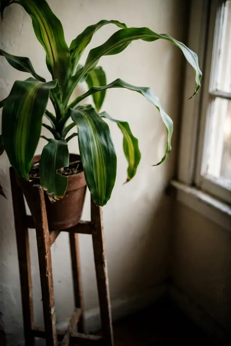 Corn plant raised on a tall wooden stand, leaves well above pet reach