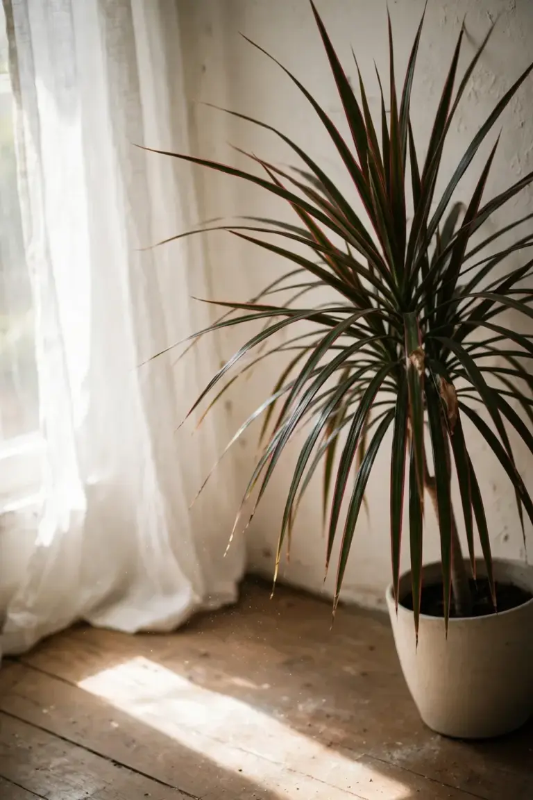 Tall dragon tree in a ceramic pot catching daylight near a sheer-curtained window
