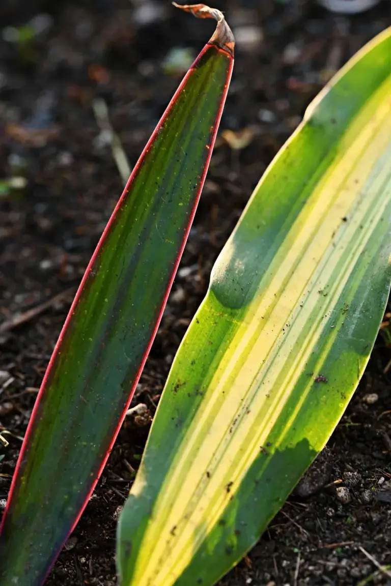 Narrow red-edged dragon tree leaf beside a broad striped corn plant leaf