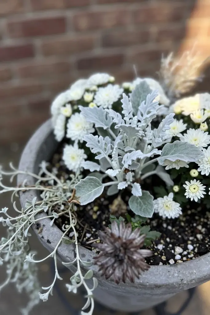 Silver dusty miller with white mums in a cool-toned fall pot