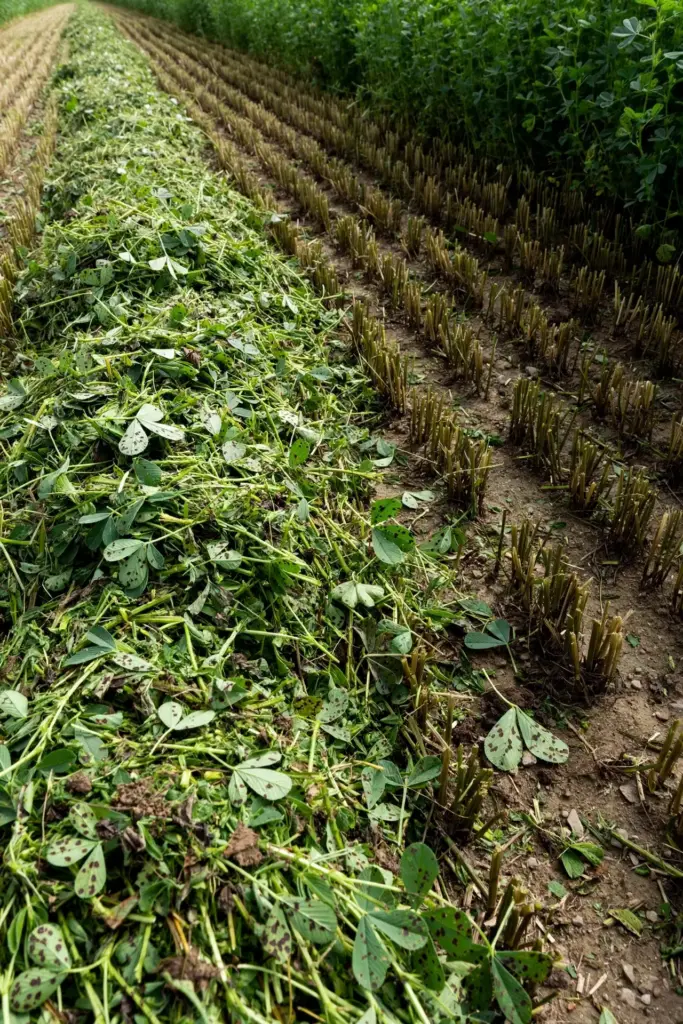 Freshly cut alfalfa windrow in a field after an early harvest.