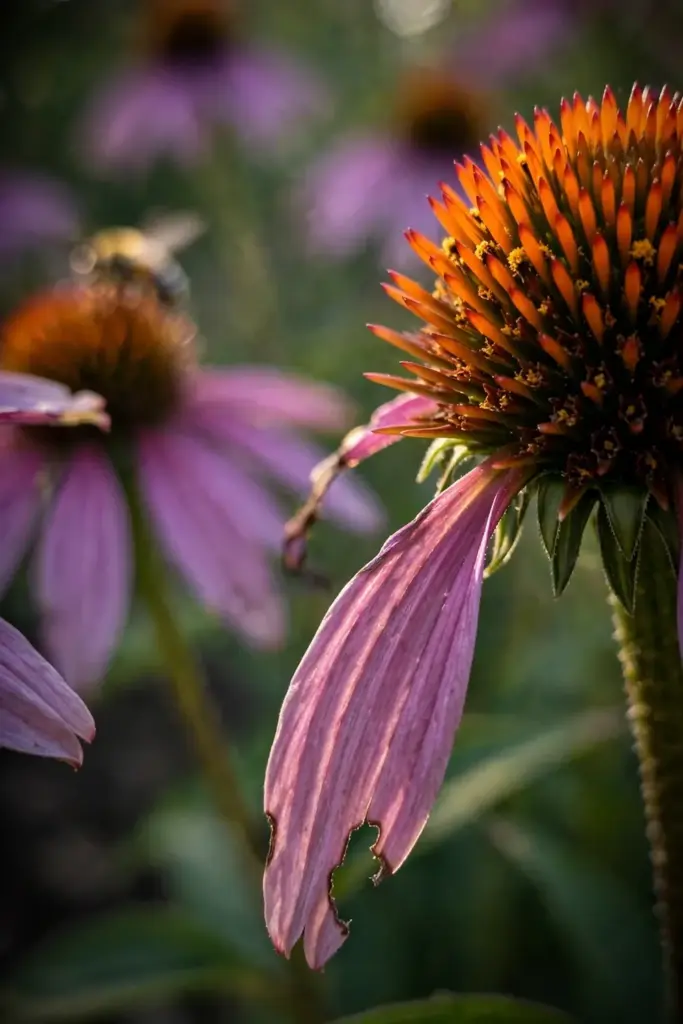 Purple echinacea petal drooping from a spiky orange cone