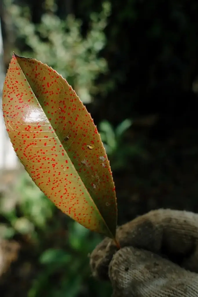 Photinia leaf with bright red Entomosporium spots held in a worn garden mitt