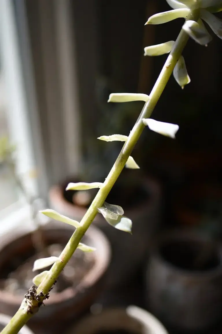 Close-up of an etiolated succulent with pale stretched stem and small spaced leaves