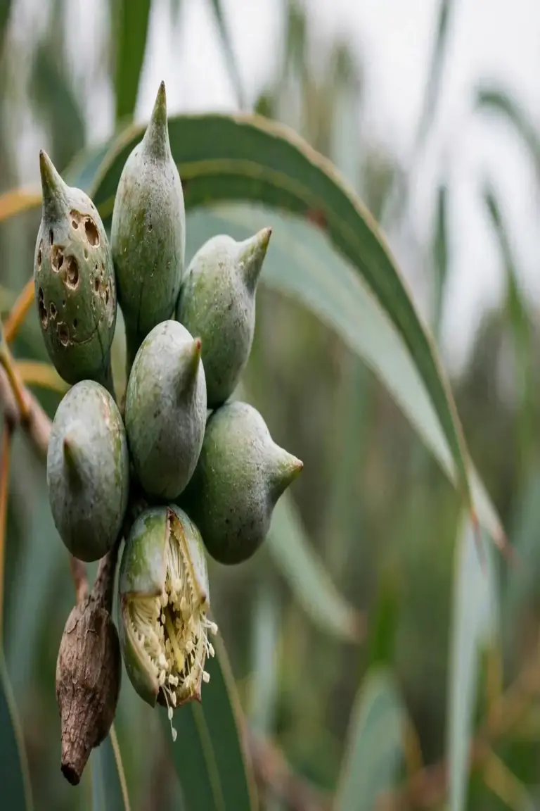 Cluster of eucalypt flower buds with pointed operculum caps