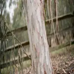Tall gum tree with smooth mottled bark and fallen gumnuts at its base