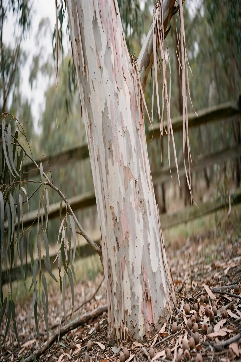 Tall gum tree with smooth mottled bark and fallen gumnuts at its base