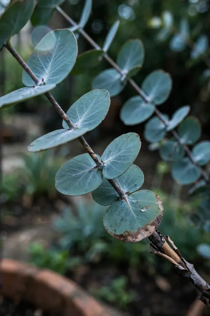 Silver-dollar eucalyptus branches with round blue-green leaves