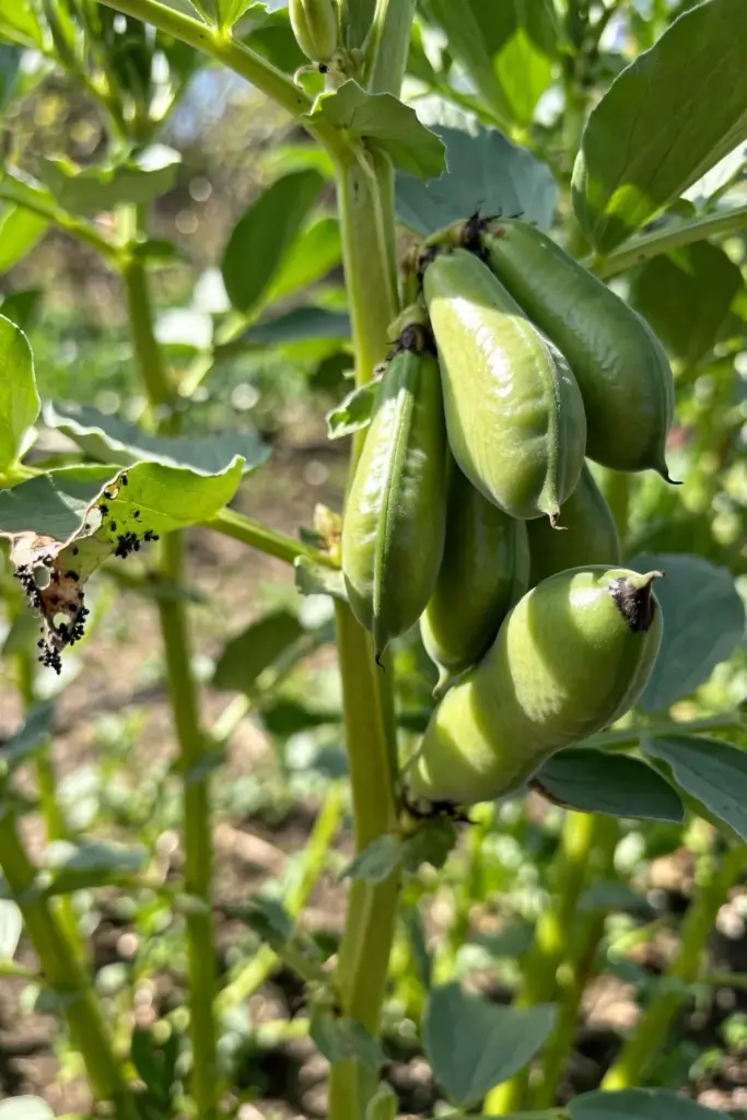 Fava bean pods swelling on overwintered spring plants