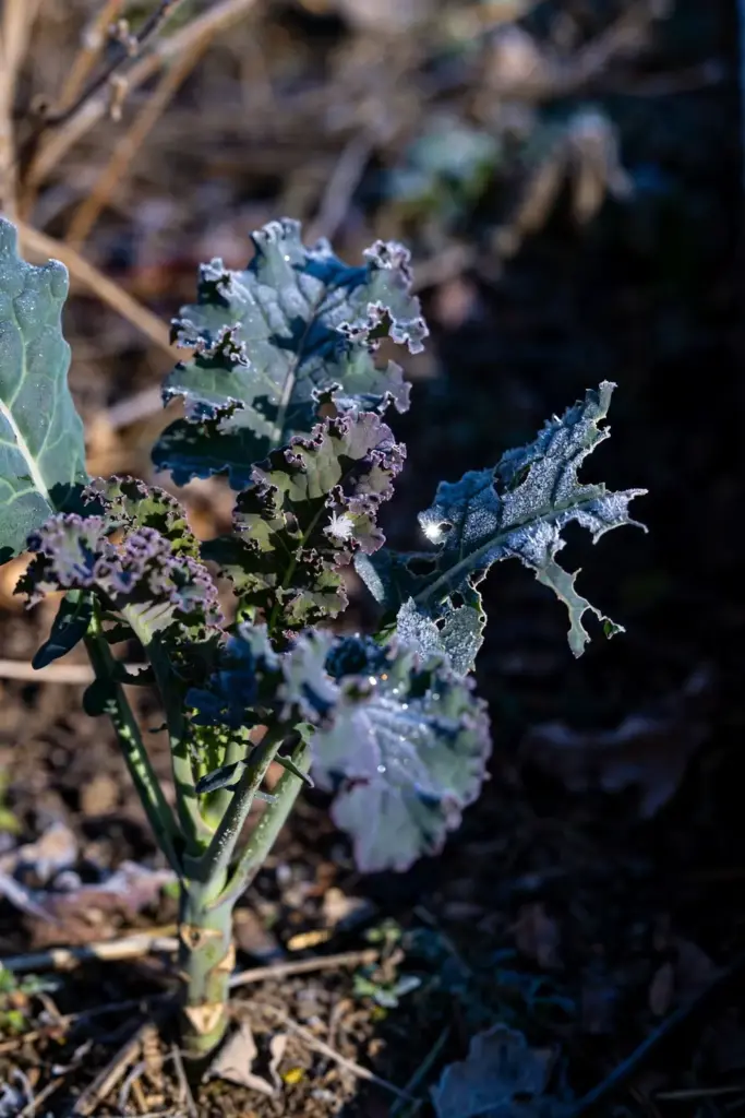 Kale leaves dusted with frost, overwintering in the bed