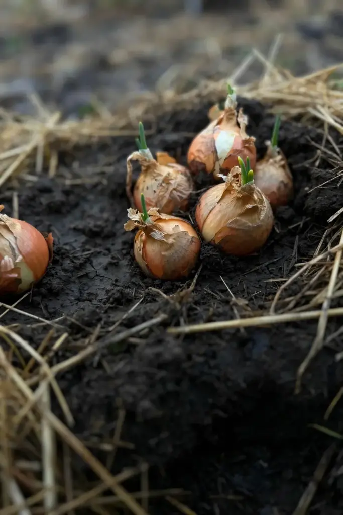 Onion sets nestled into October soil under straw mulch