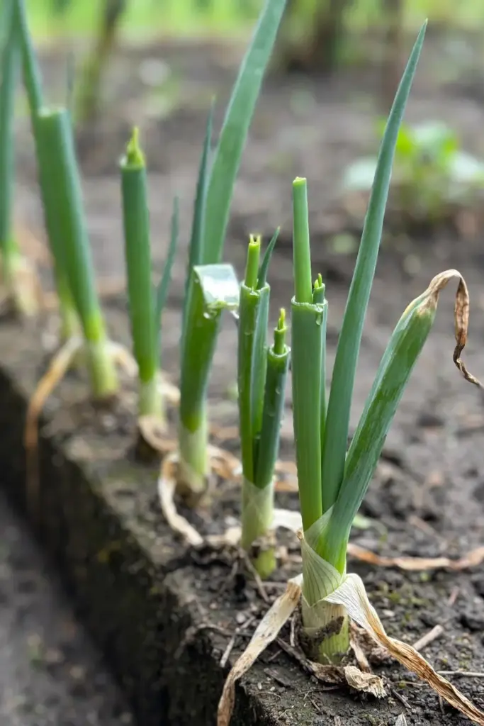 Scallion sets sprouting green tops along a bed edge