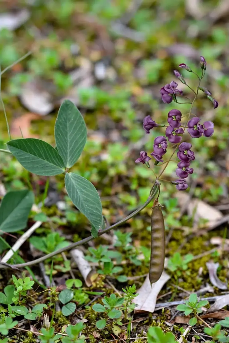 False sarsaparilla with three leaflets and purple pea flowers