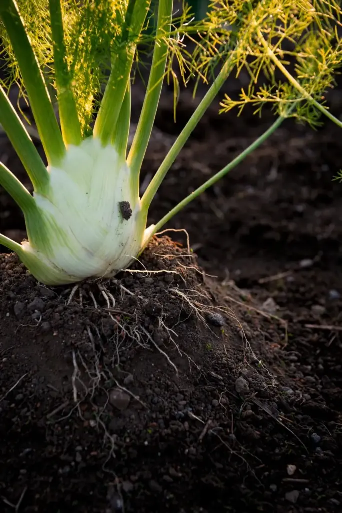 Macro of soil mounded around the shoulders of a swelling fennel bulb