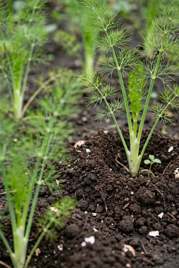A light ring of compost spread around growing fennel plants