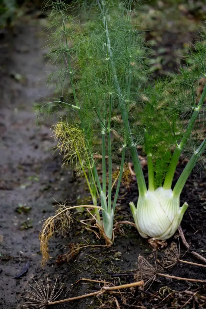 Tall feathery herb fennel beside short Florence fennel with a swollen bulb