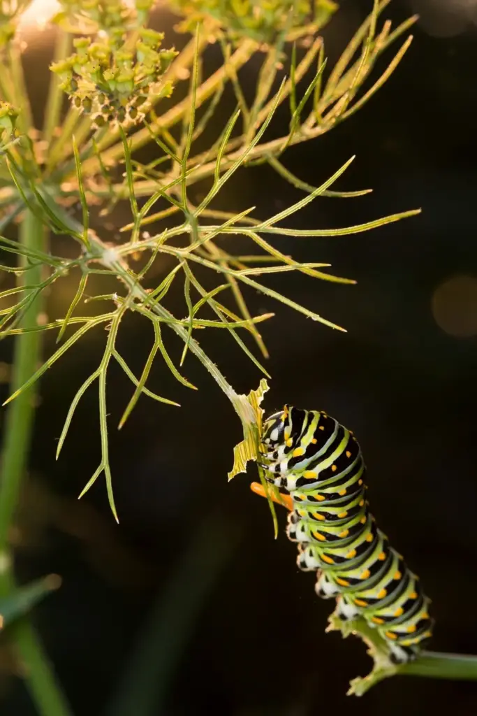 Macro of a black swallowtail caterpillar feeding on fennel fronds