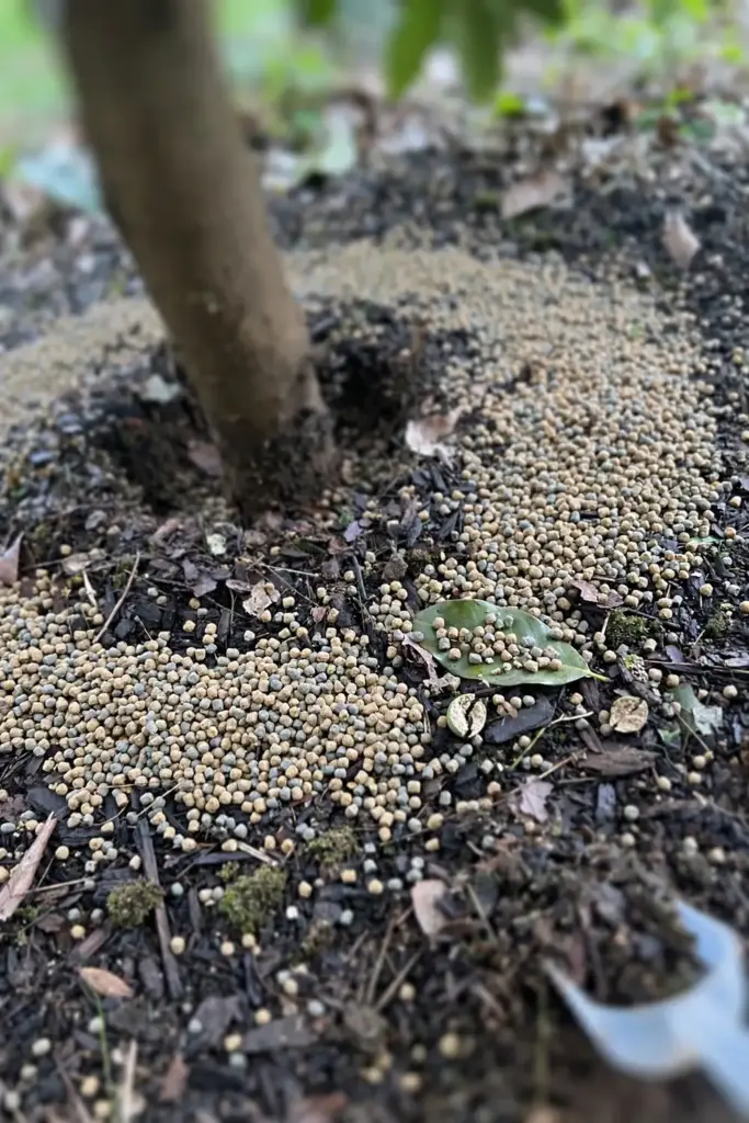 Fertilizer granules spread in a ring around a star apple tree base