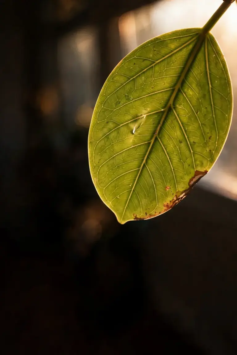 Backlit ficus leaf with etched veins and a water bead