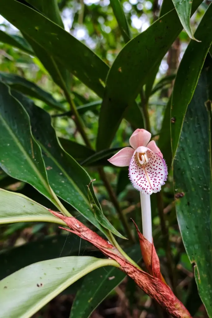 Fingerroot flower with white tube and pink labellum dotted red-violet
