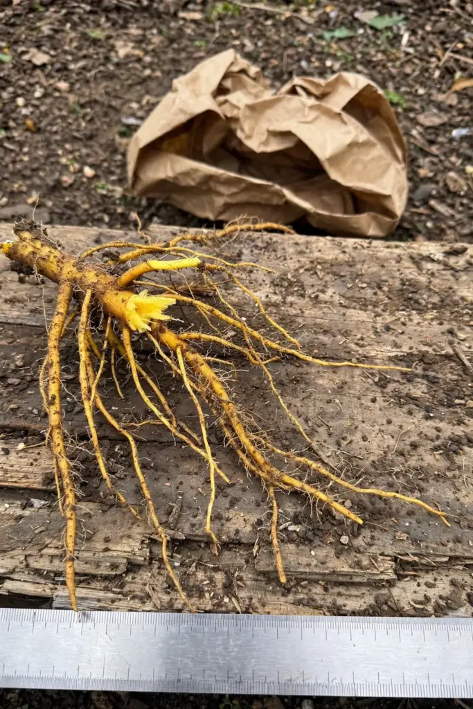 Harvested fingerroot cluster with finger-like roots on a timber board