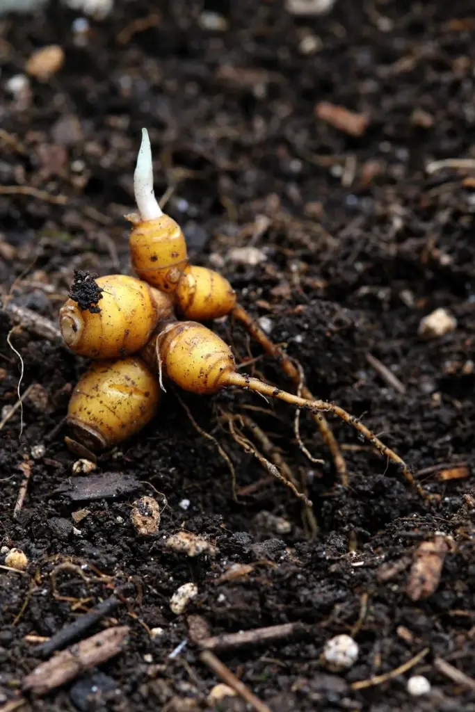 Fingerroot rhizome piece with a growth eye set shallow in soil