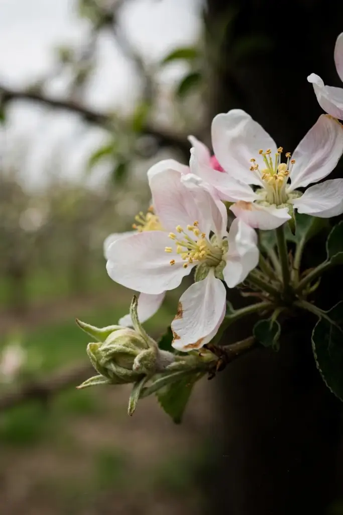 Open apple blossoms at bloom with pollen-dusted stamens.