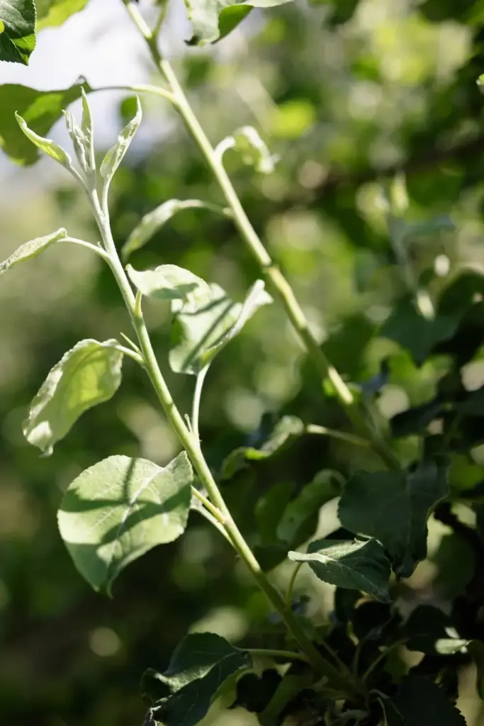 Long soft apple shoot growth with pale tender leaves after heavy feeding.