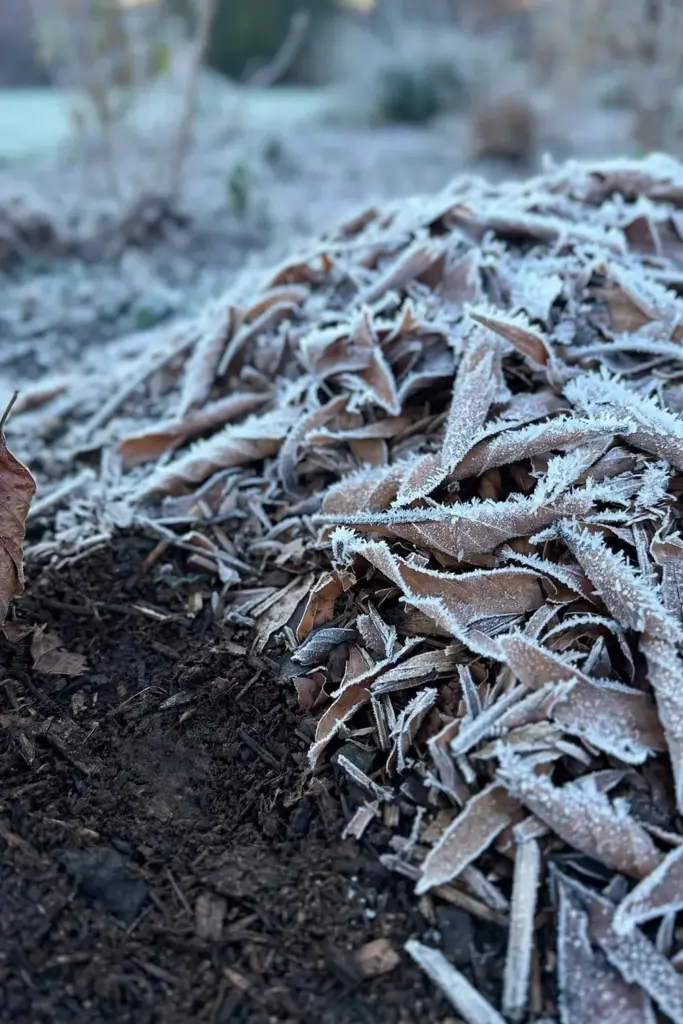 First light frost glittering on shredded leaf mulch in early morning