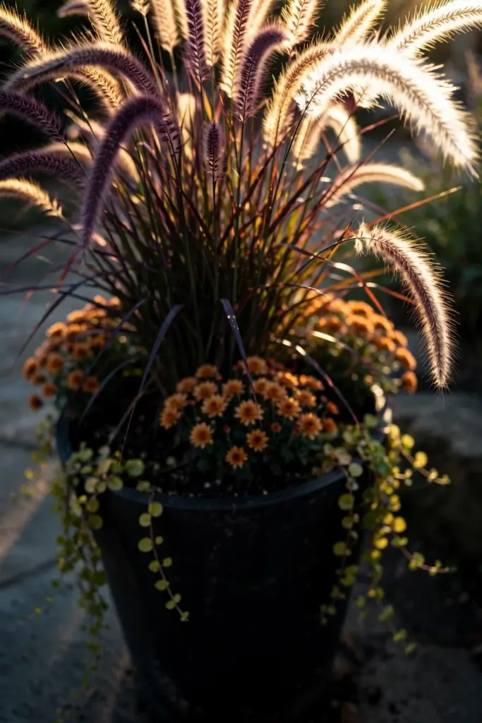 Purple fountain grass towering over bronze mums in a fall pot