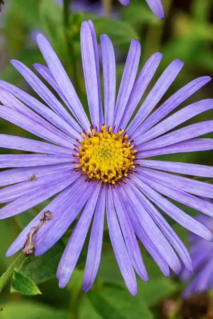 Frikart's aster Monch large lavender-blue bloom in macro detail