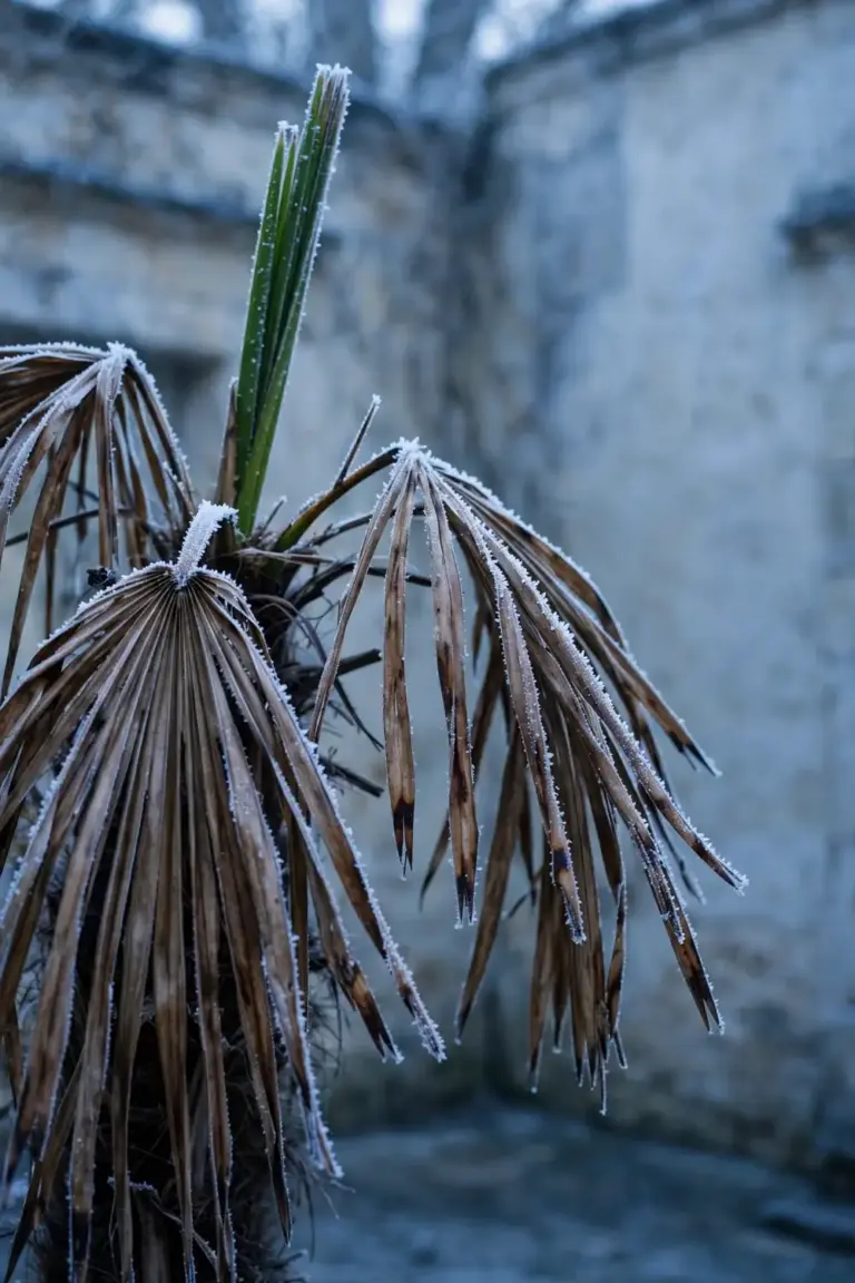 Frost-damaged palm fronds with browned tips on a cold morning