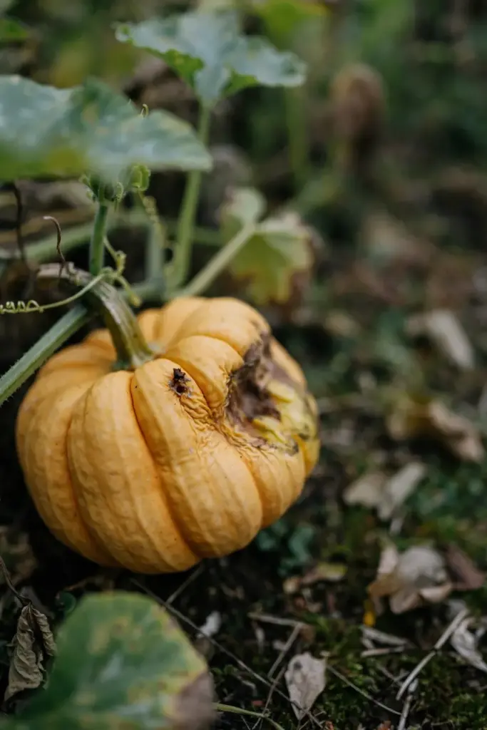 Small pumpkin with a fruit fly sting mark and soft rotting patch